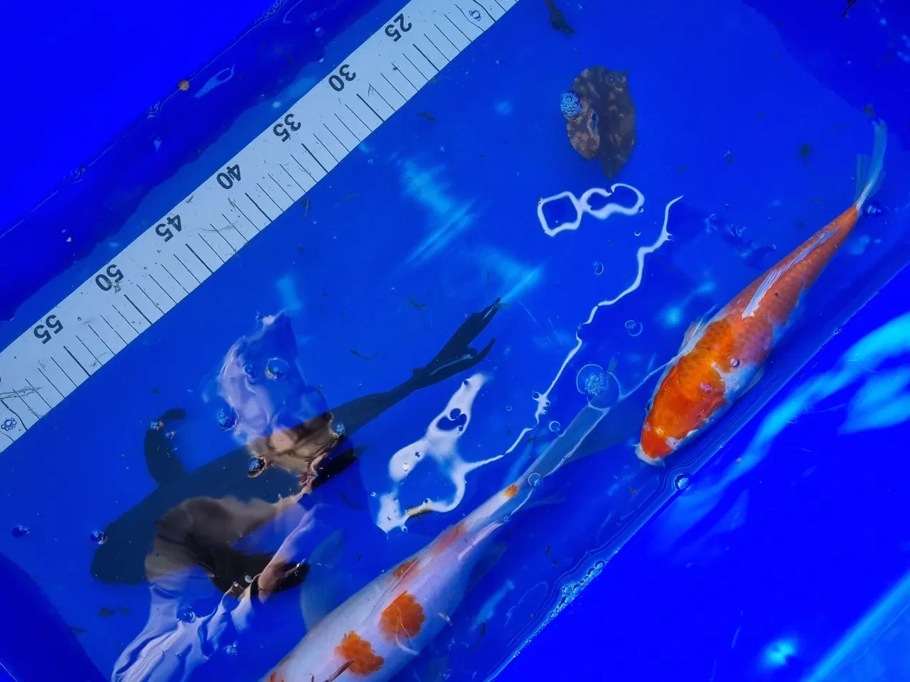 Billede 4 - Butterfly koi