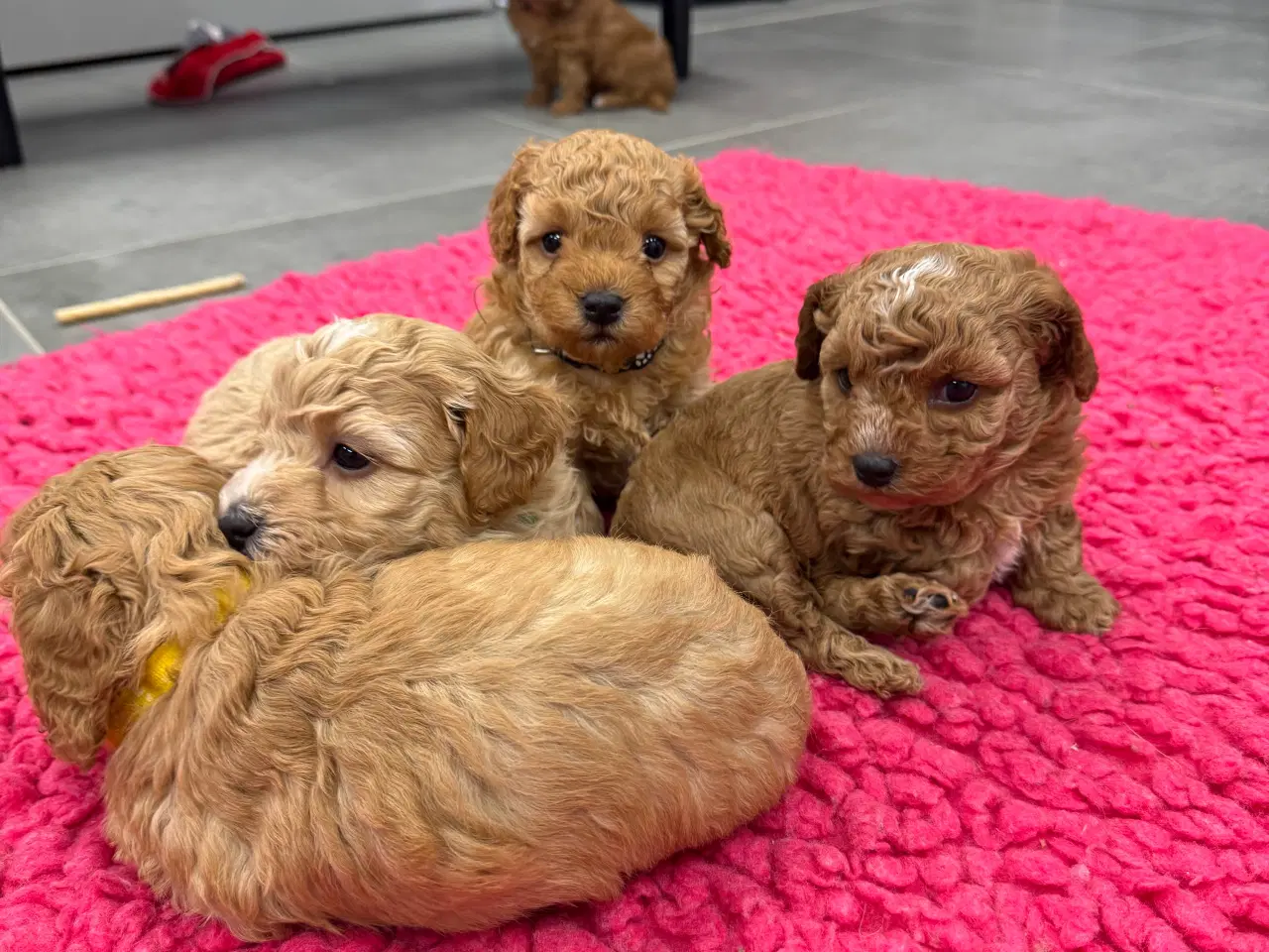 Billede 8 - 🐾✨ Skønne Maltipoo hvalpe klar til deres nye fami