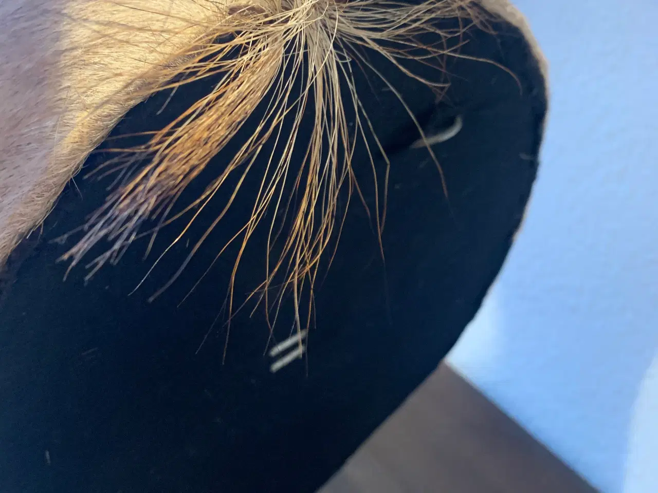 Billede 8 - Udstoppet Roan Antilope