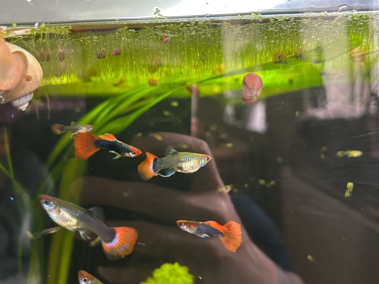 Billede 12 - ❤️🐟 Rednose Dumbo Guppy – Smuk Kontrast (unger)
