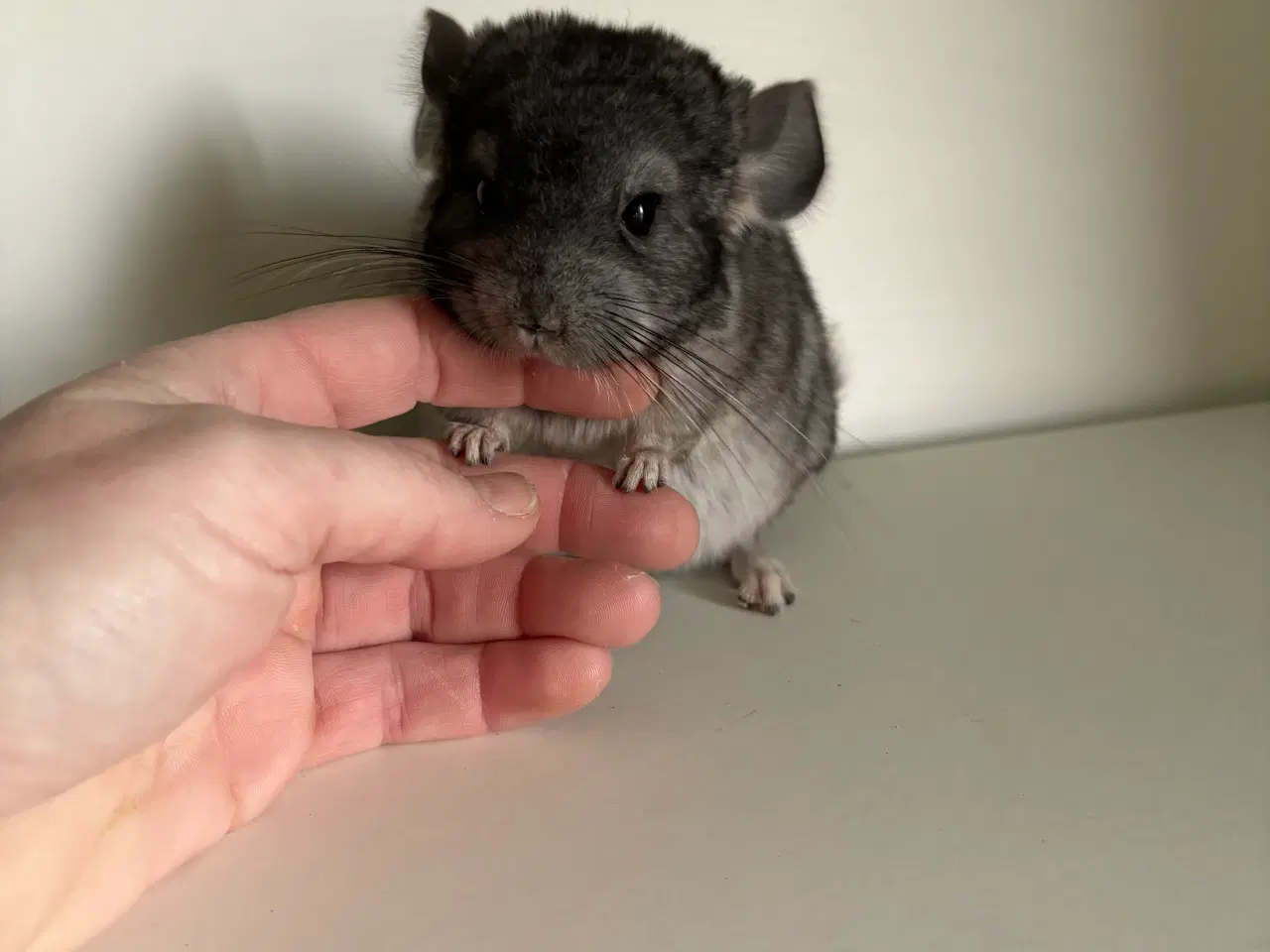 Billede 2 - Standard gbc HAN chinchilla