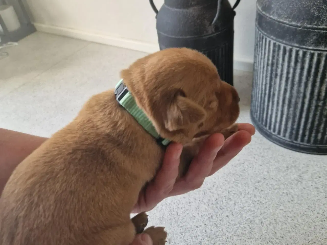 Billede 13 - Fox red labrador hvalpe