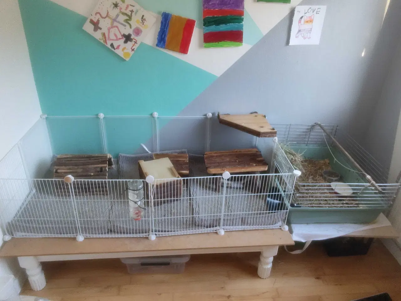 Billede 4 - Marsvin 2 stk hanner (Brødre)