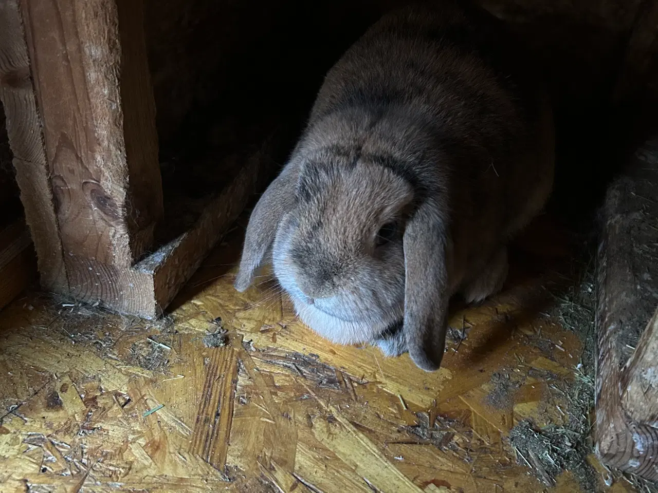 Billede 4 - Kælende kaniner 