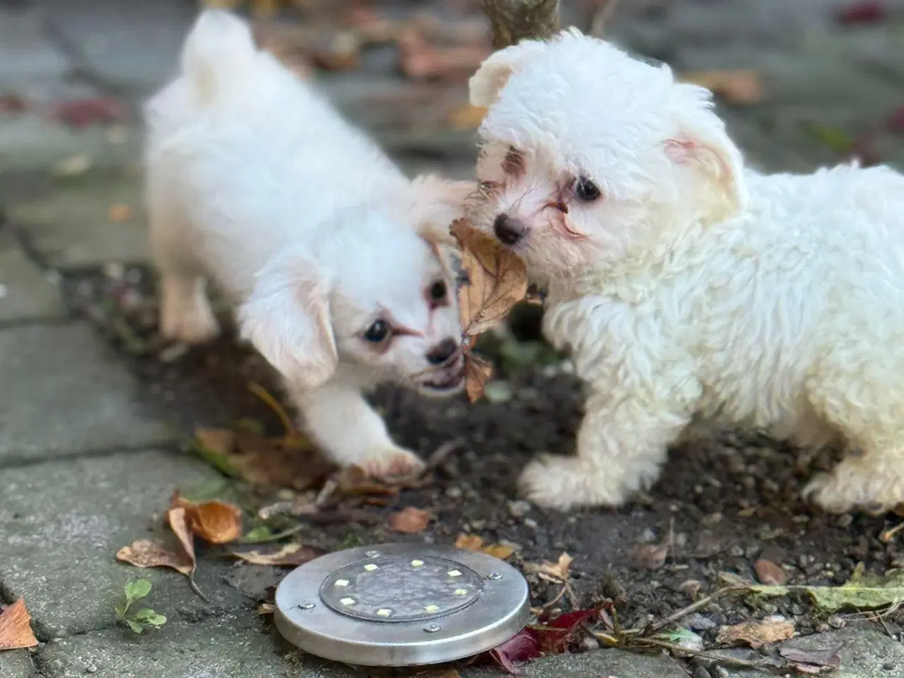 Billede 3 - Mini malteser hvalpe