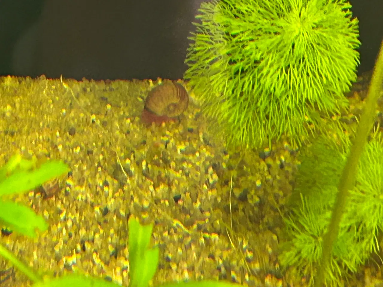 Billede 6 - 🧟‍♂️🐌 Zombie Posthornsnegle – VILDE striber!