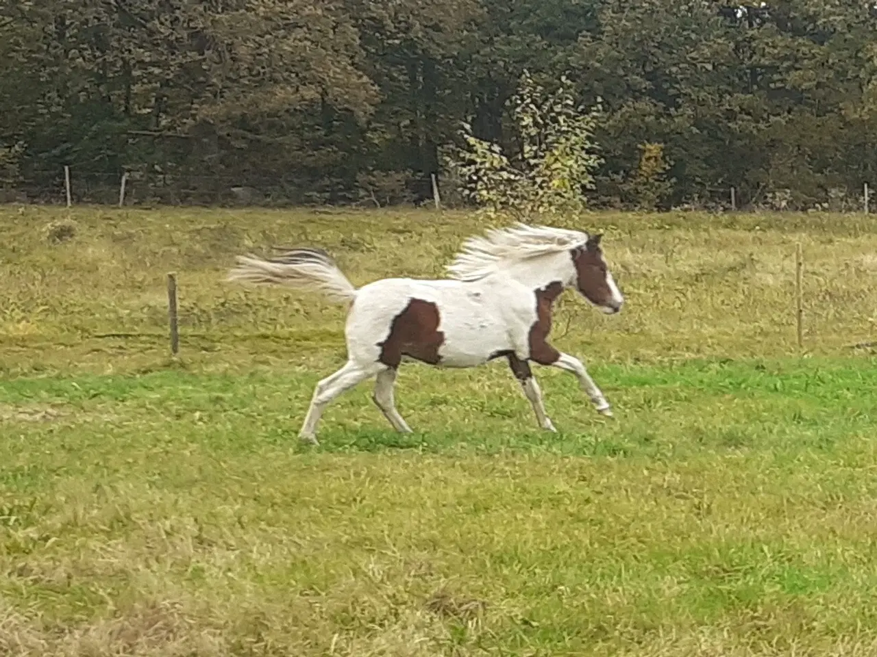 Billede 11 - Pony pinto Hingst plag 