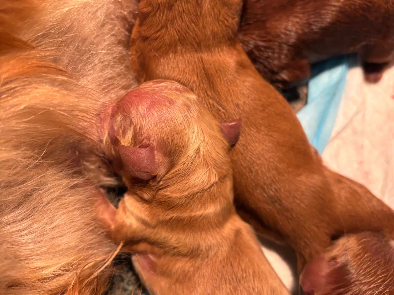 Billede 3 - Helt uimodståelige Cavapoo hvalpe 