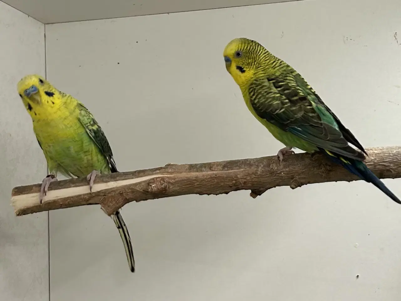 Billede 6 - Blackface og Blackwing 