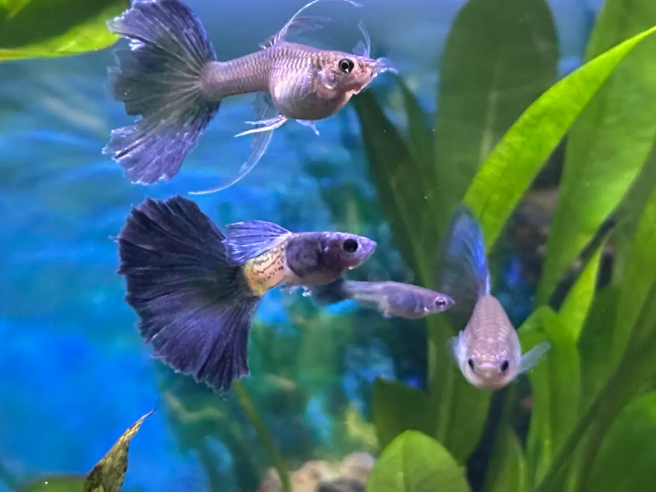 Billede 1 - Renstammede guppyer