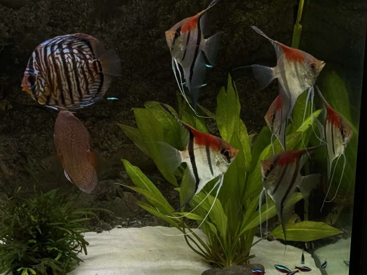 Billede 1 - Discus & Scalare sælges 