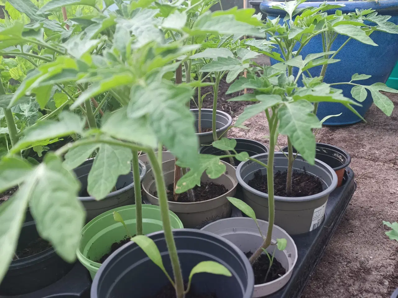 Billede 3 - Tomatplanter 7 forskellige sorter
