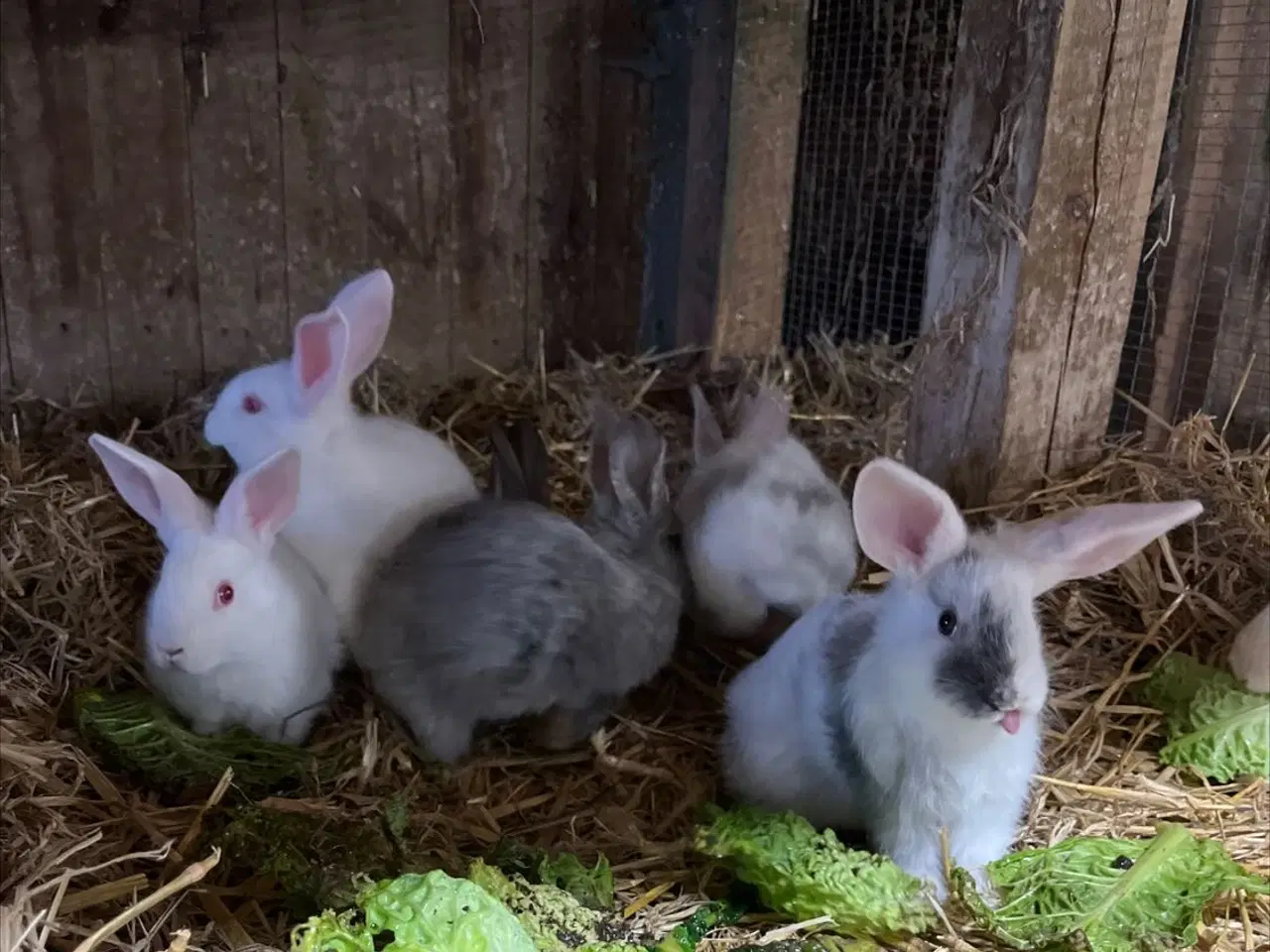 Billede 3 - Dværg kanin unger