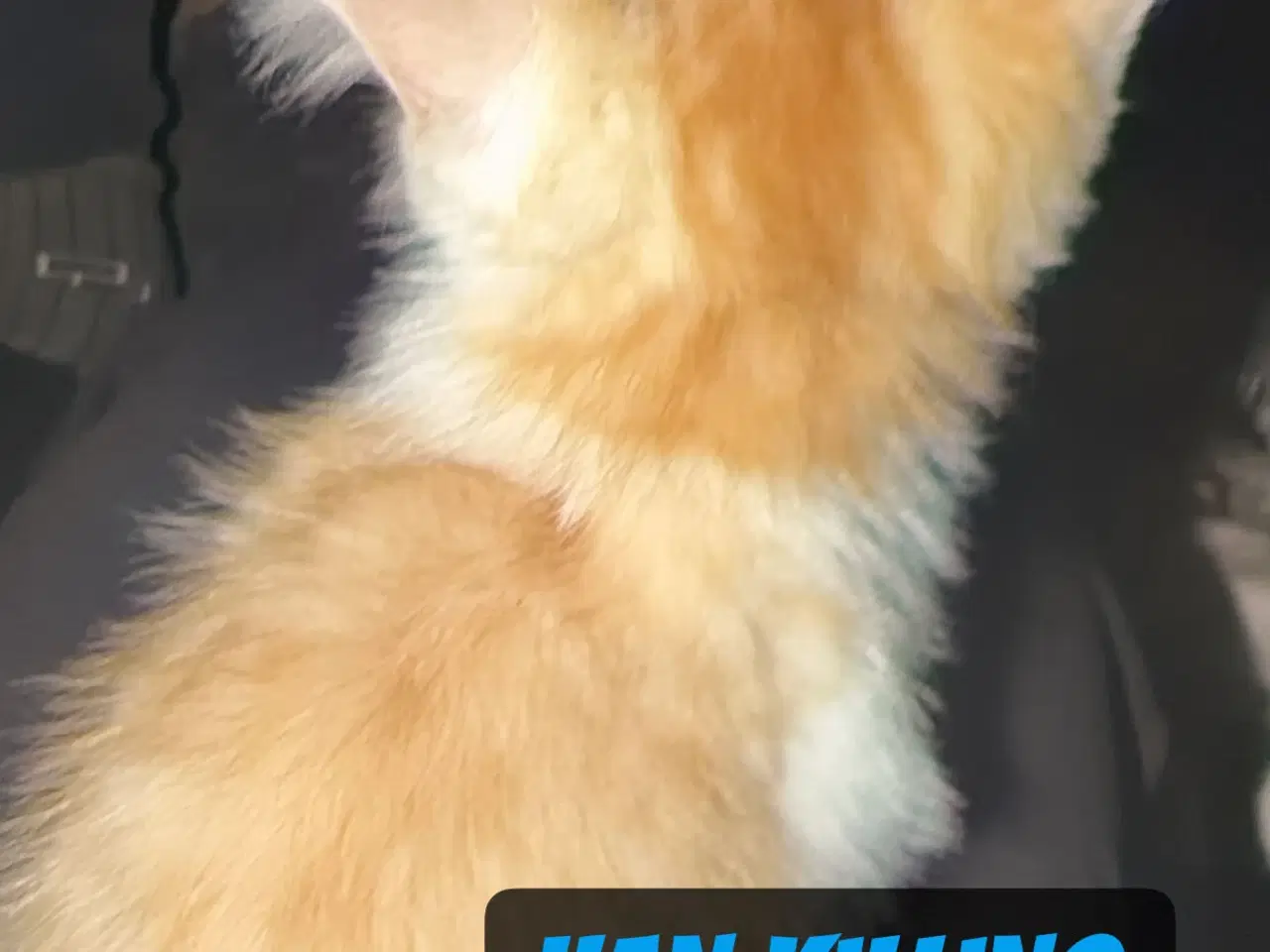 Billede 8 - Søde kælen katte killinger