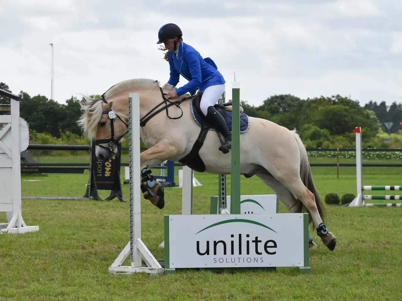Billede 4 - Træning og tilridning af ponyer og islændere 