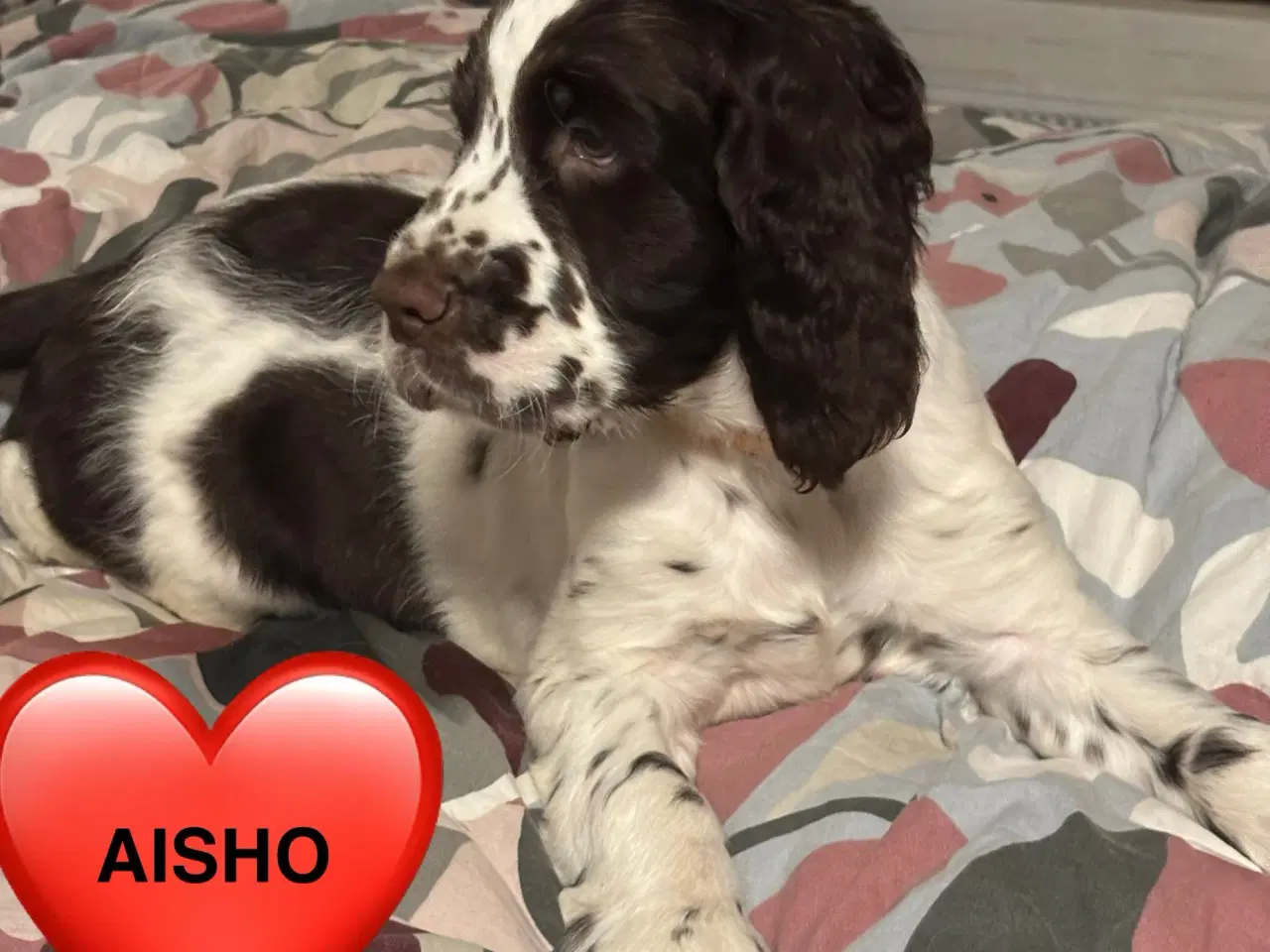 Billede 5 - DKK Stamtavle Standard Engelske Springer Spaniels