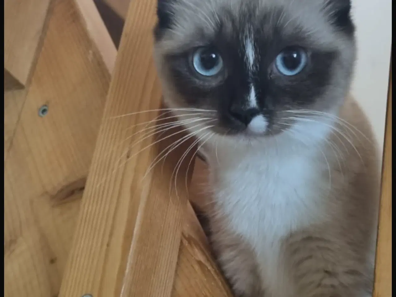 Billede 1 - Hellig birma/ragdoll