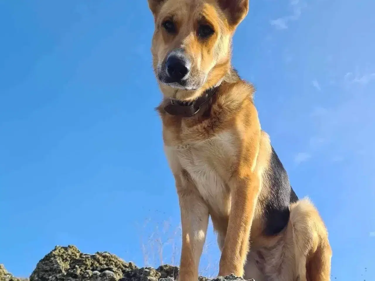 Billede 3 - Lillian søger sin hel egen familie