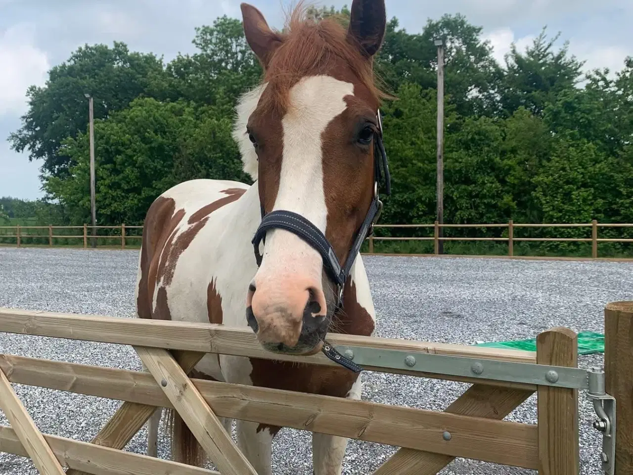 Billede 10 - Skønneste 4 års pinto vallak 