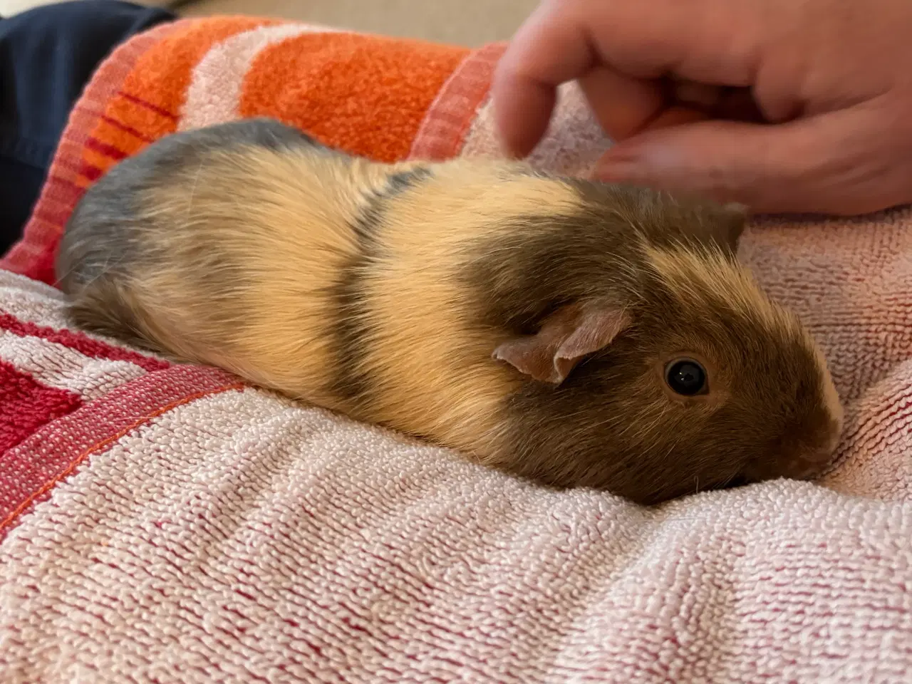 Billede 16 - To Han marsvin og tilbehør 