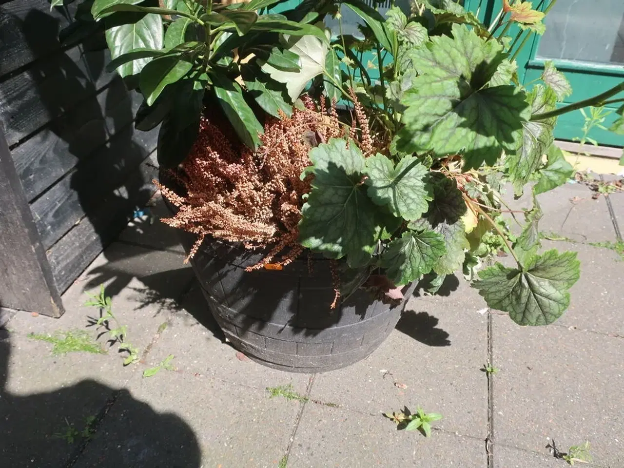 Billede 2 - Plante