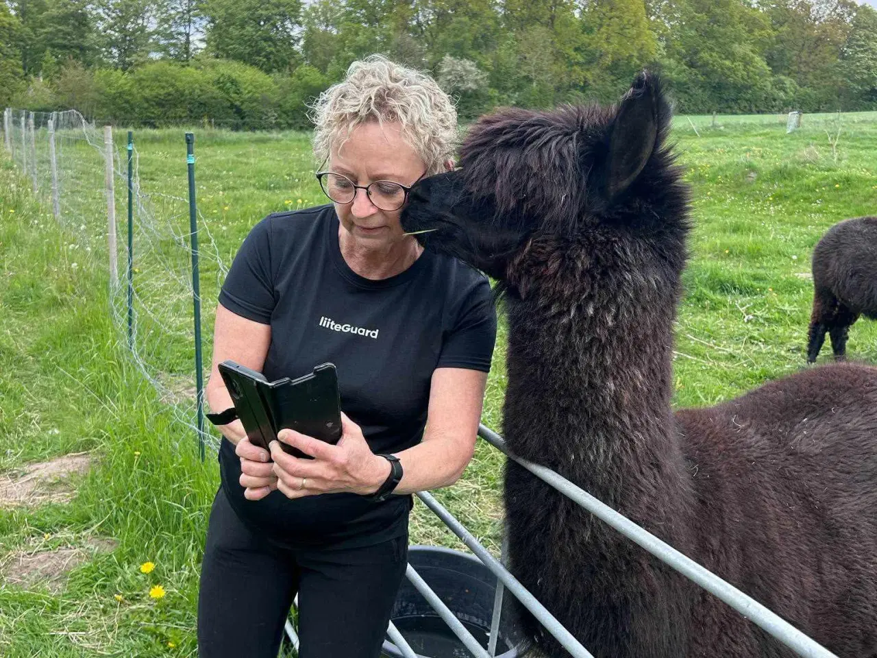 Billede 3 - 4 Alpaca til salg