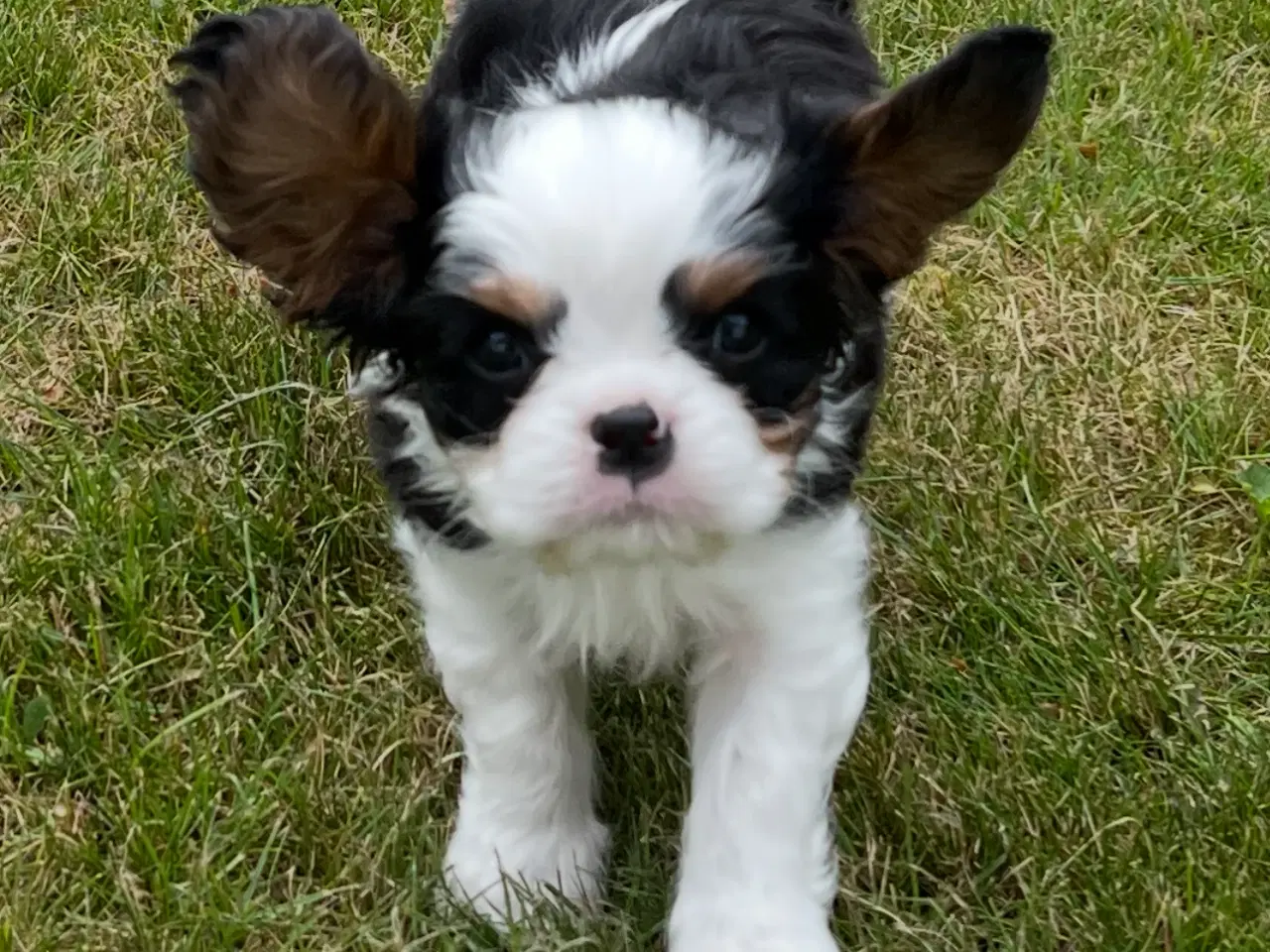 Billede 3 - Cavalier King Charles Spaniel DKK