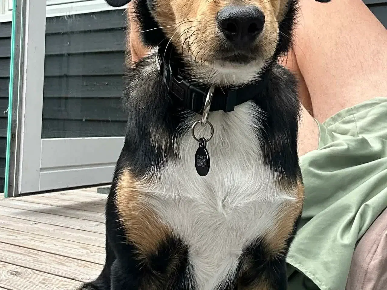 Billede 6 - Søde Charlie til omplacering