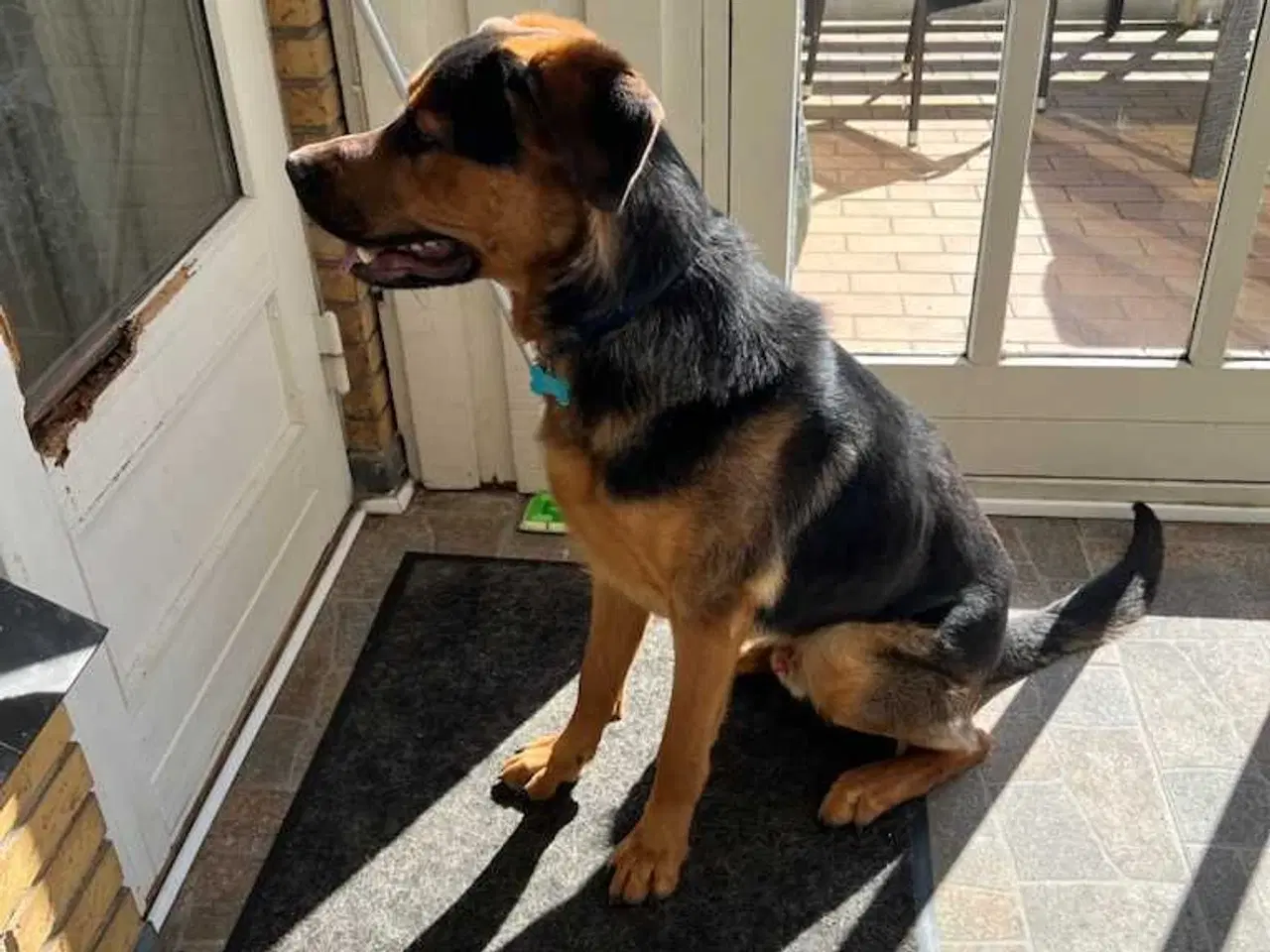 Billede 4 - Hund søger nyt hjem 