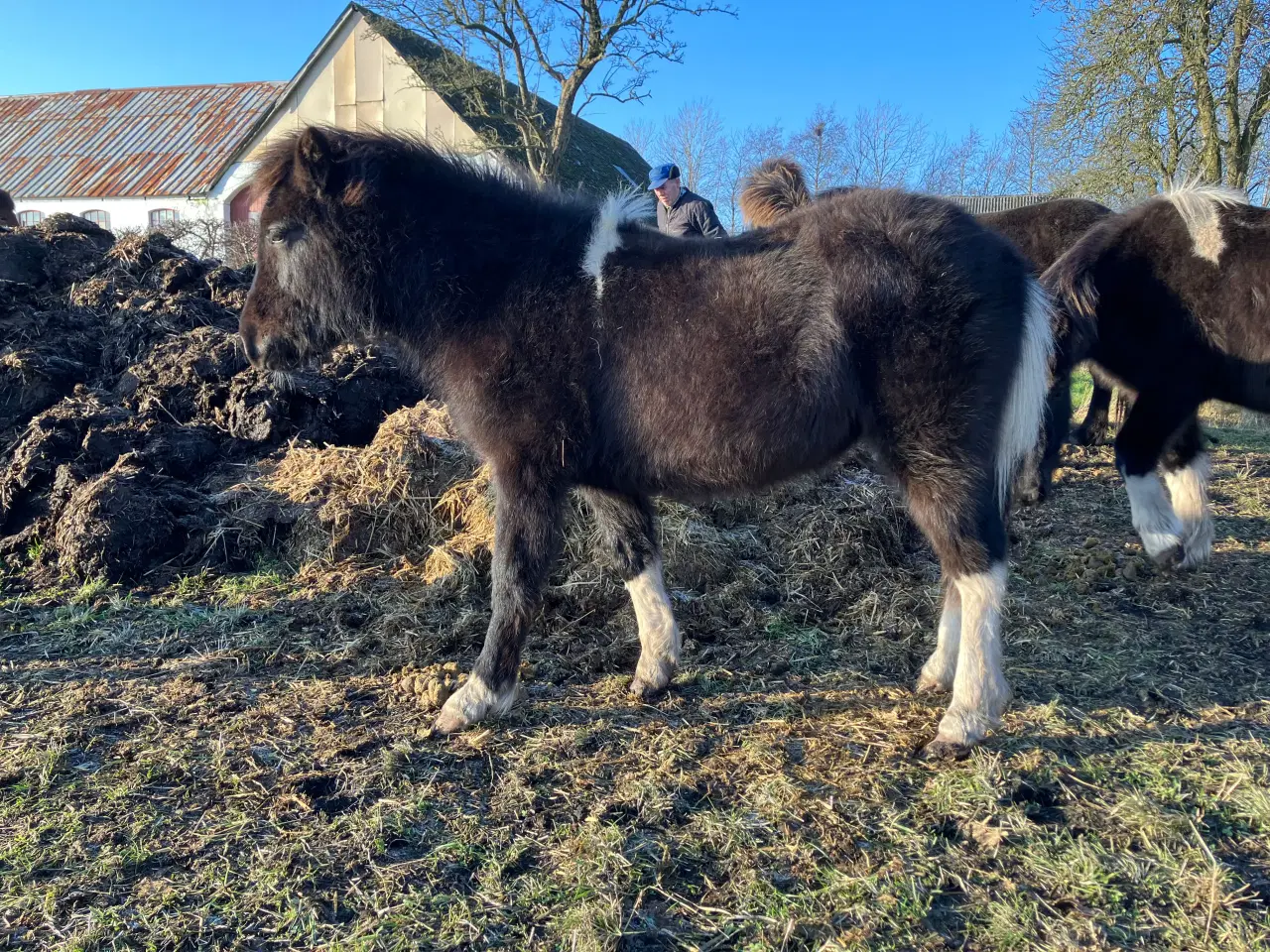 Billede 6 - 3 islænderføl fra 2025