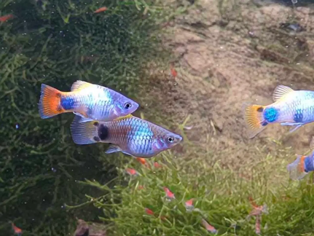 Billede 1 - Blue Butterfly Mickey Mouse Platy - farverige fisk