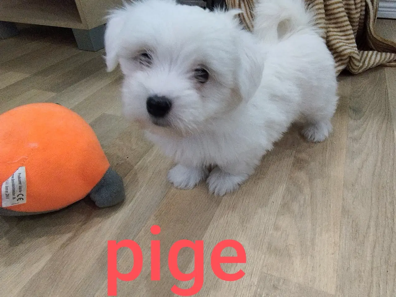 Billede 4 - Coton de Tulear hvalpe