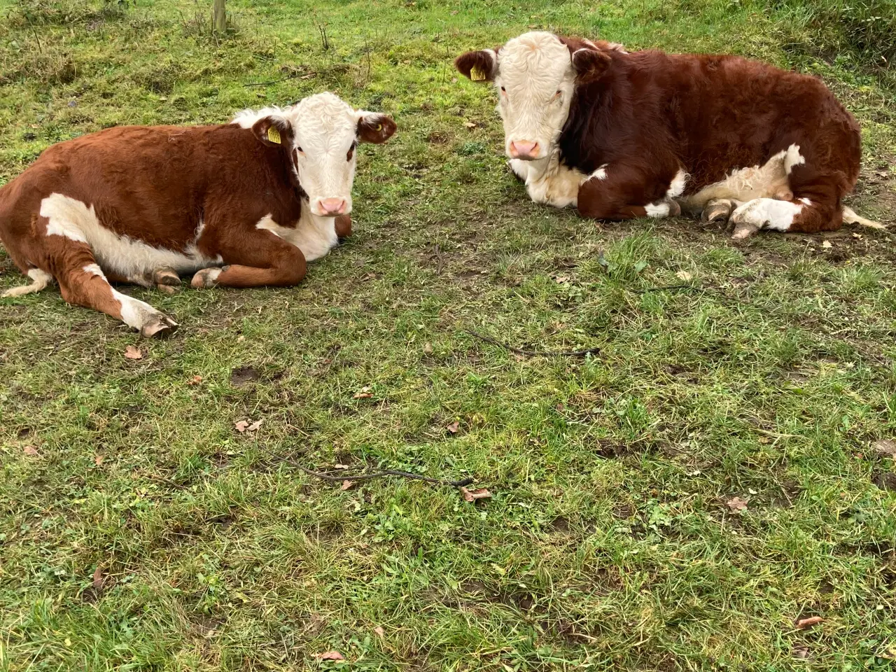 Billede 3 - Økologiske Hereford kalve sælges.