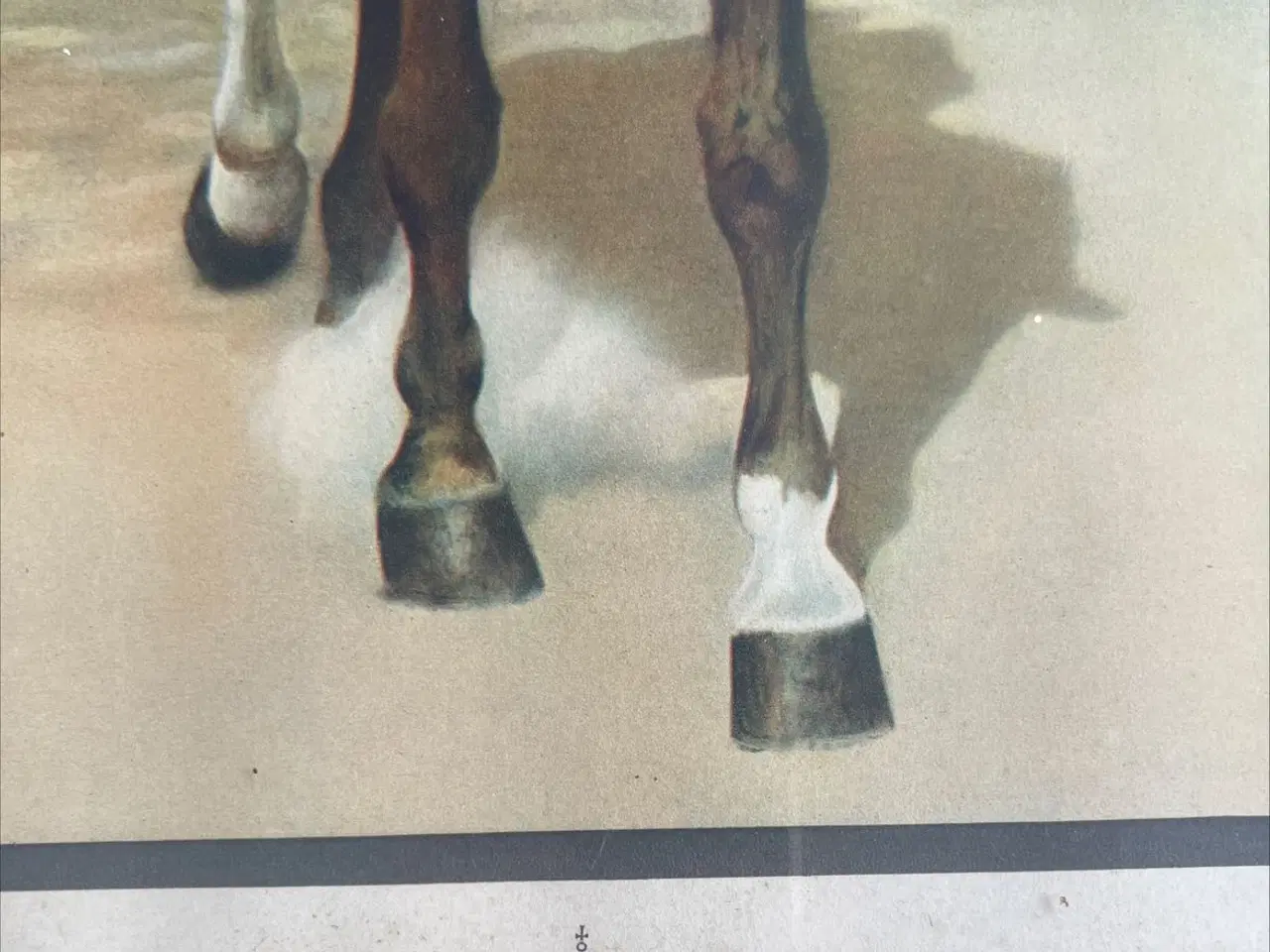 Billede 3 - Fotografi af Christian d.10 til hest