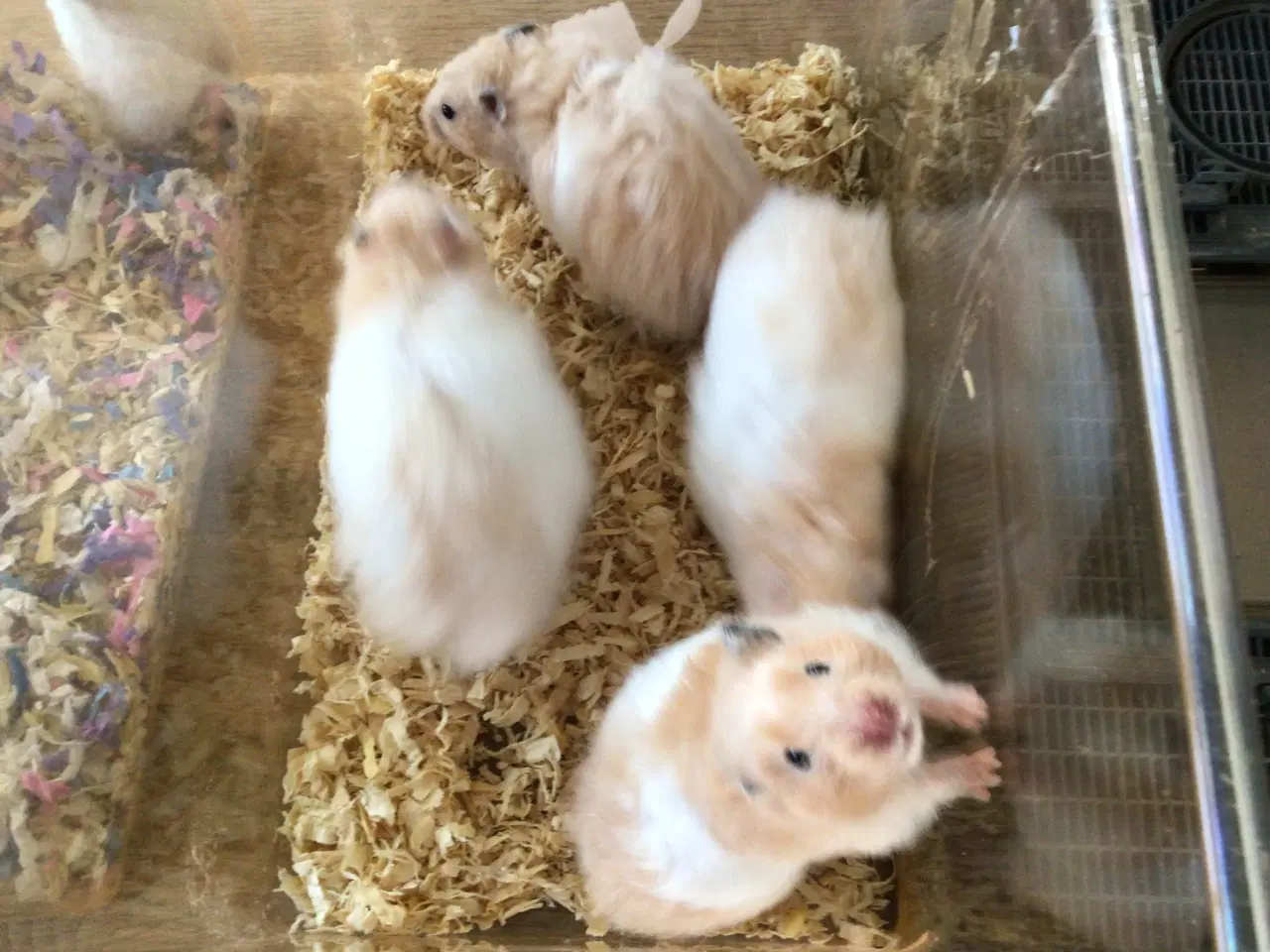 Billede 2 - Guldhamsterunger 