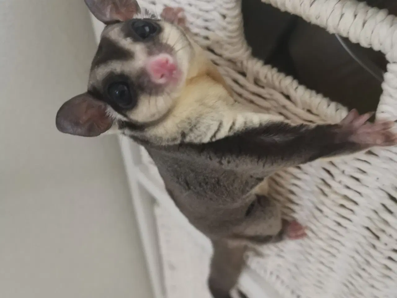 Billede 5 - Sugarglider