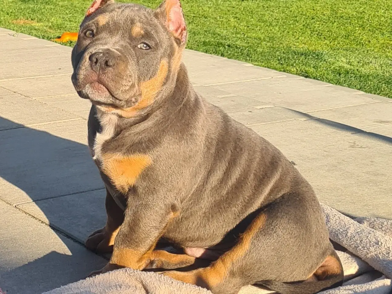 Billede 12 - American Bully Dreng 11 uge 