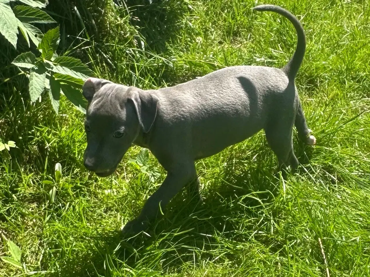 Billede 2 - Italiensk mynde / whippet 