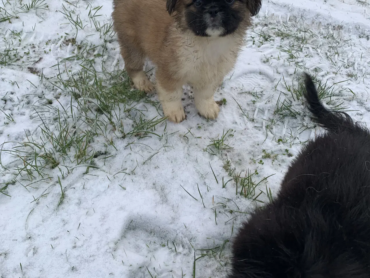 Billede 12 - Skønne blandings hvalpe 