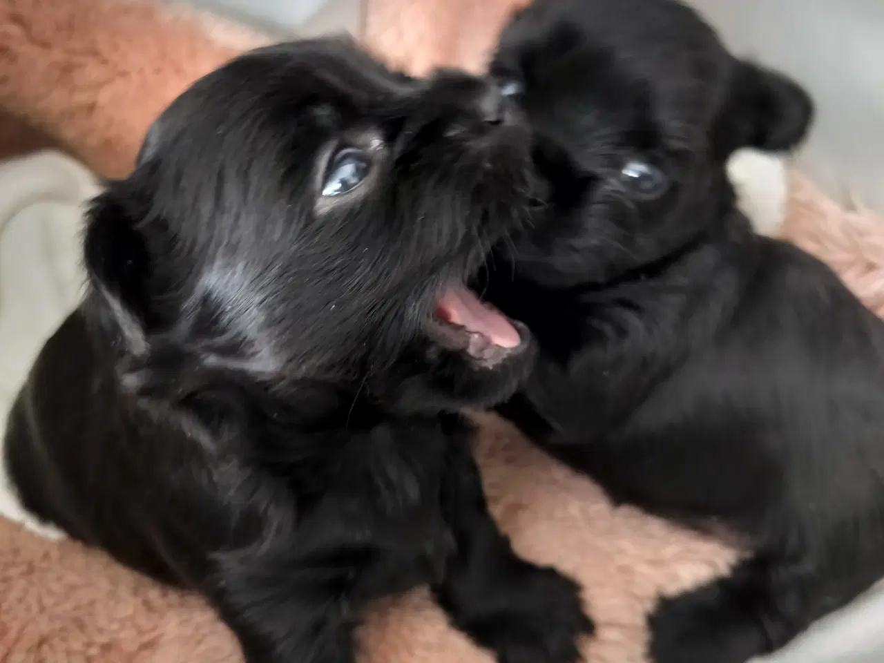 Billede 2 - Skønneste Sorte Yorkshire Terrier