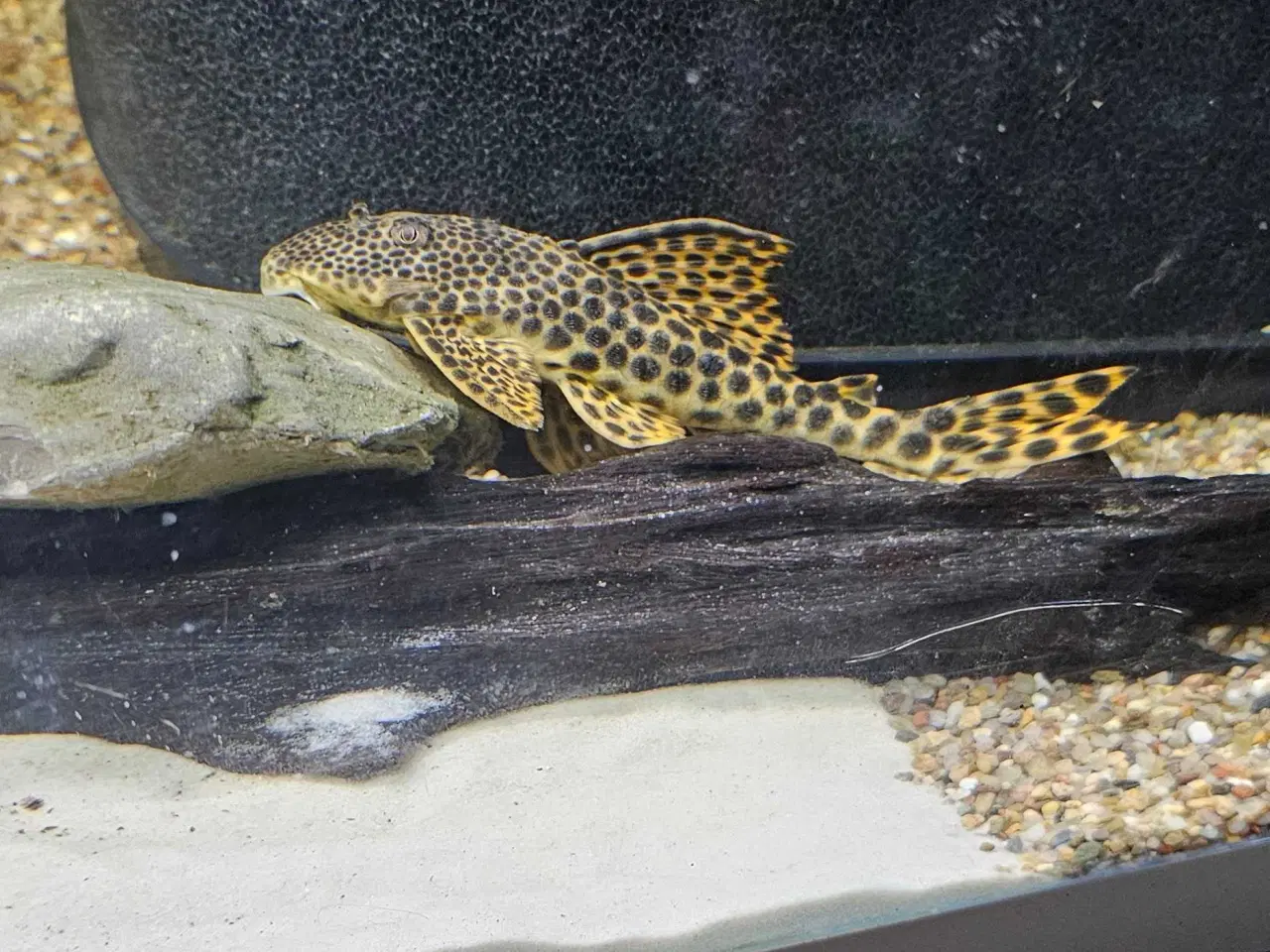 Billede 1 - L75 pleco 2stk 