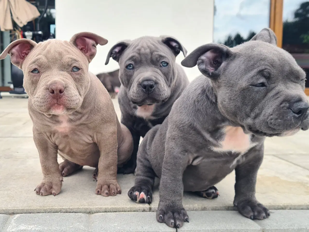 Billede 3 - American Bully Pocket -  lilla pige :-)