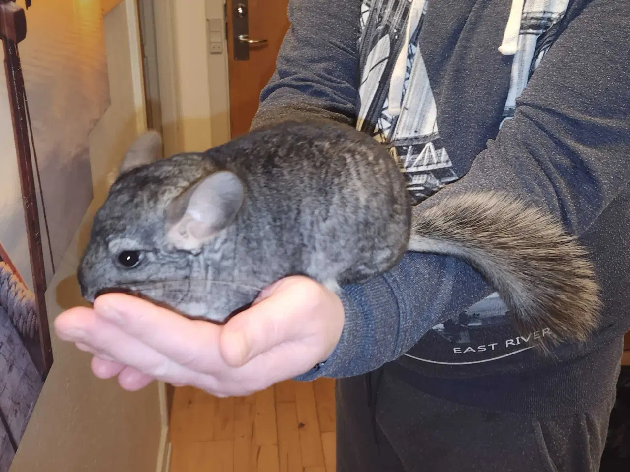 Billede 11 - Chinchilla-søskende