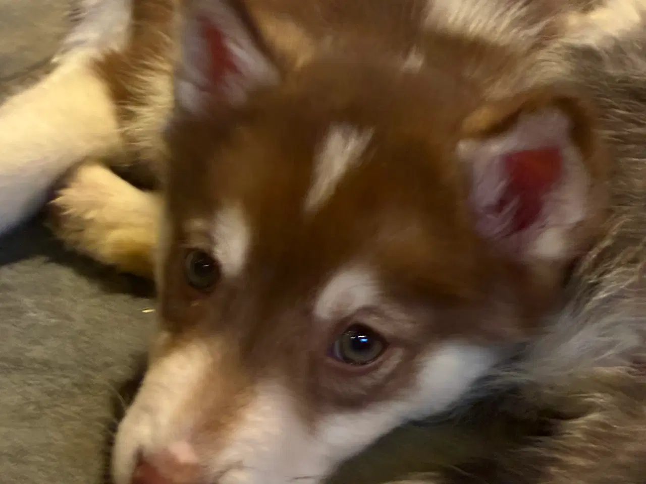 Billede 3 - Smukke slædehunde