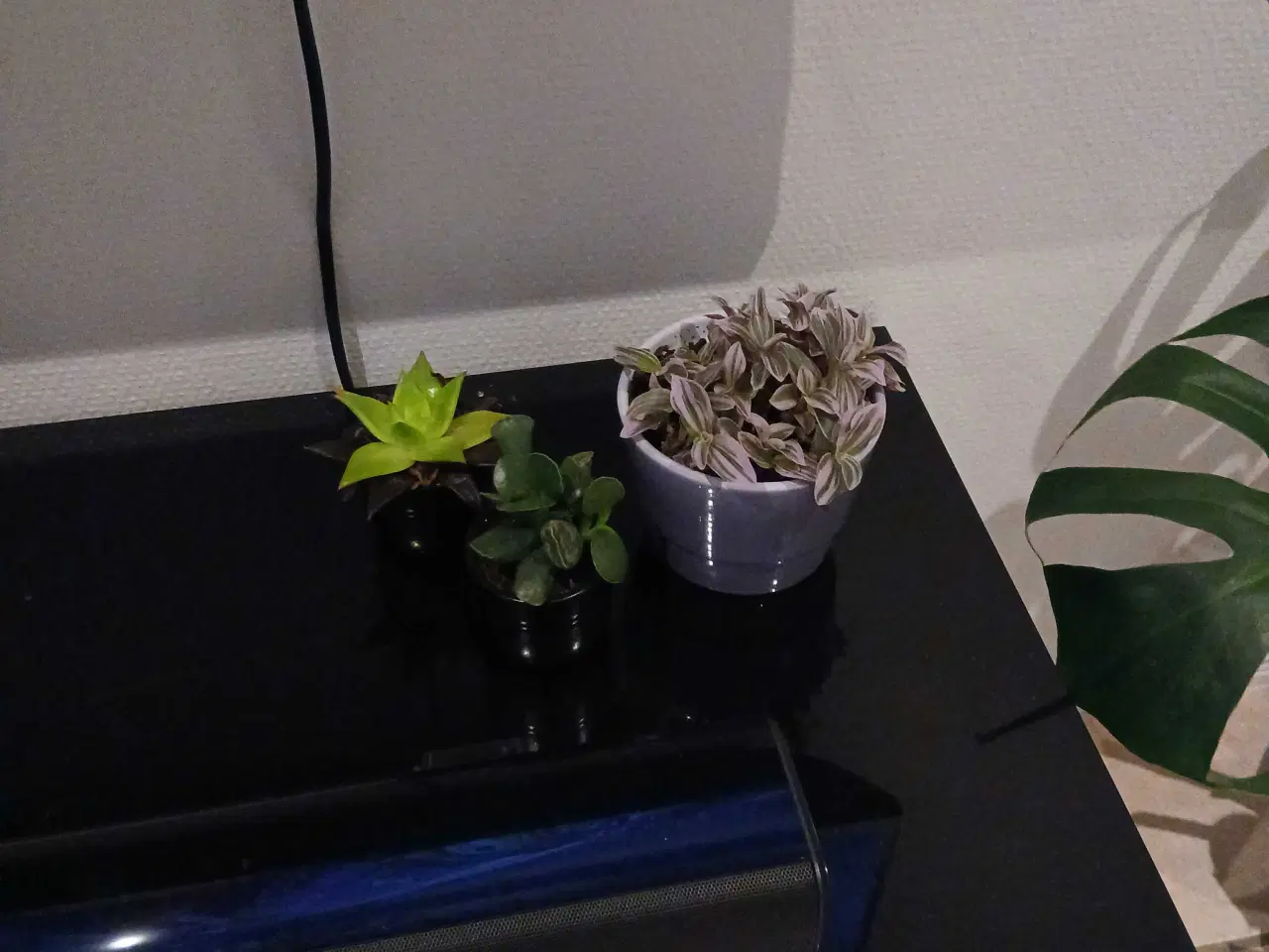 Billede 15 - Diverse planter og krukker