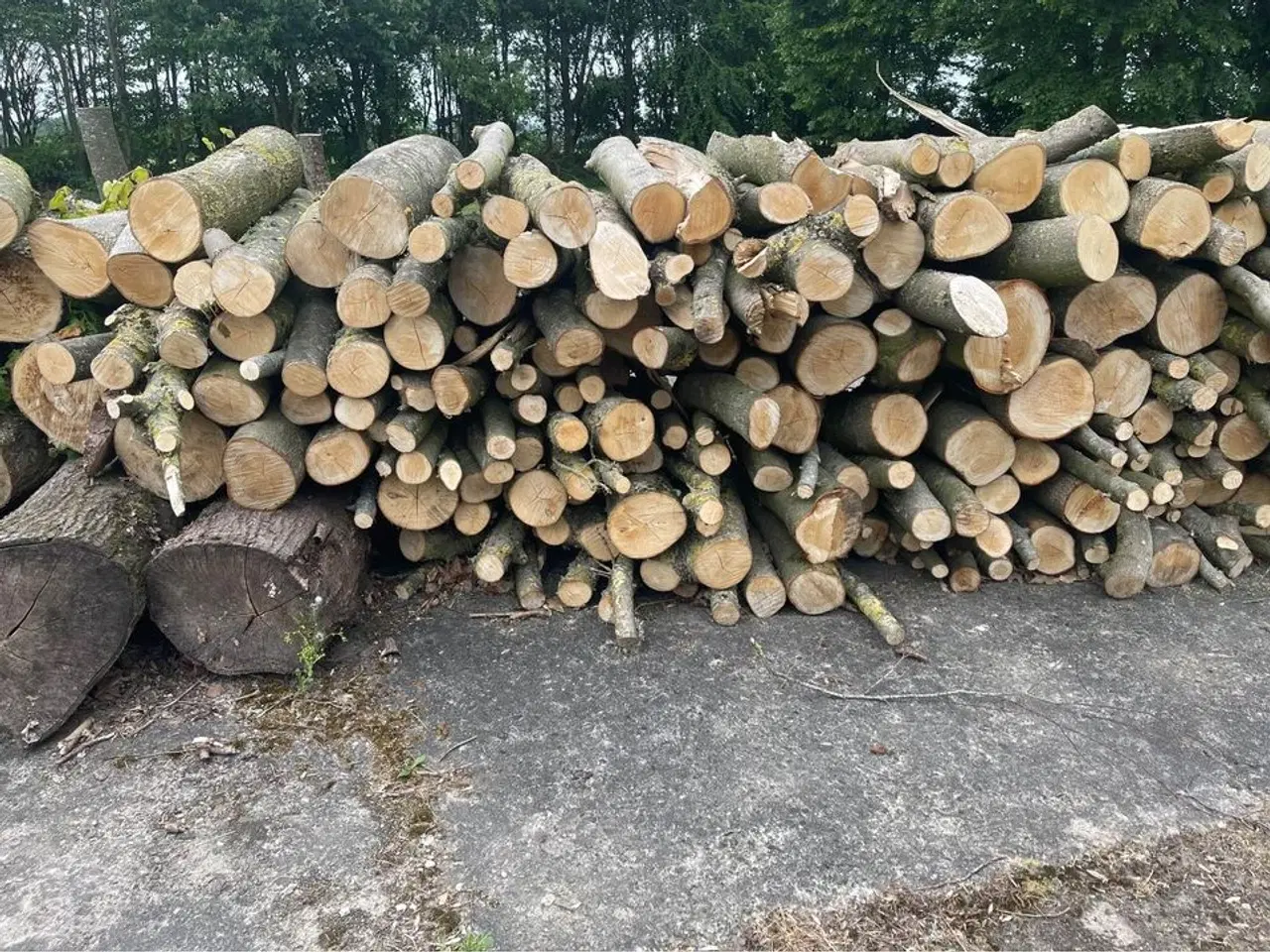 Billede 1 - Runde træstammer til rådighed kan leveres