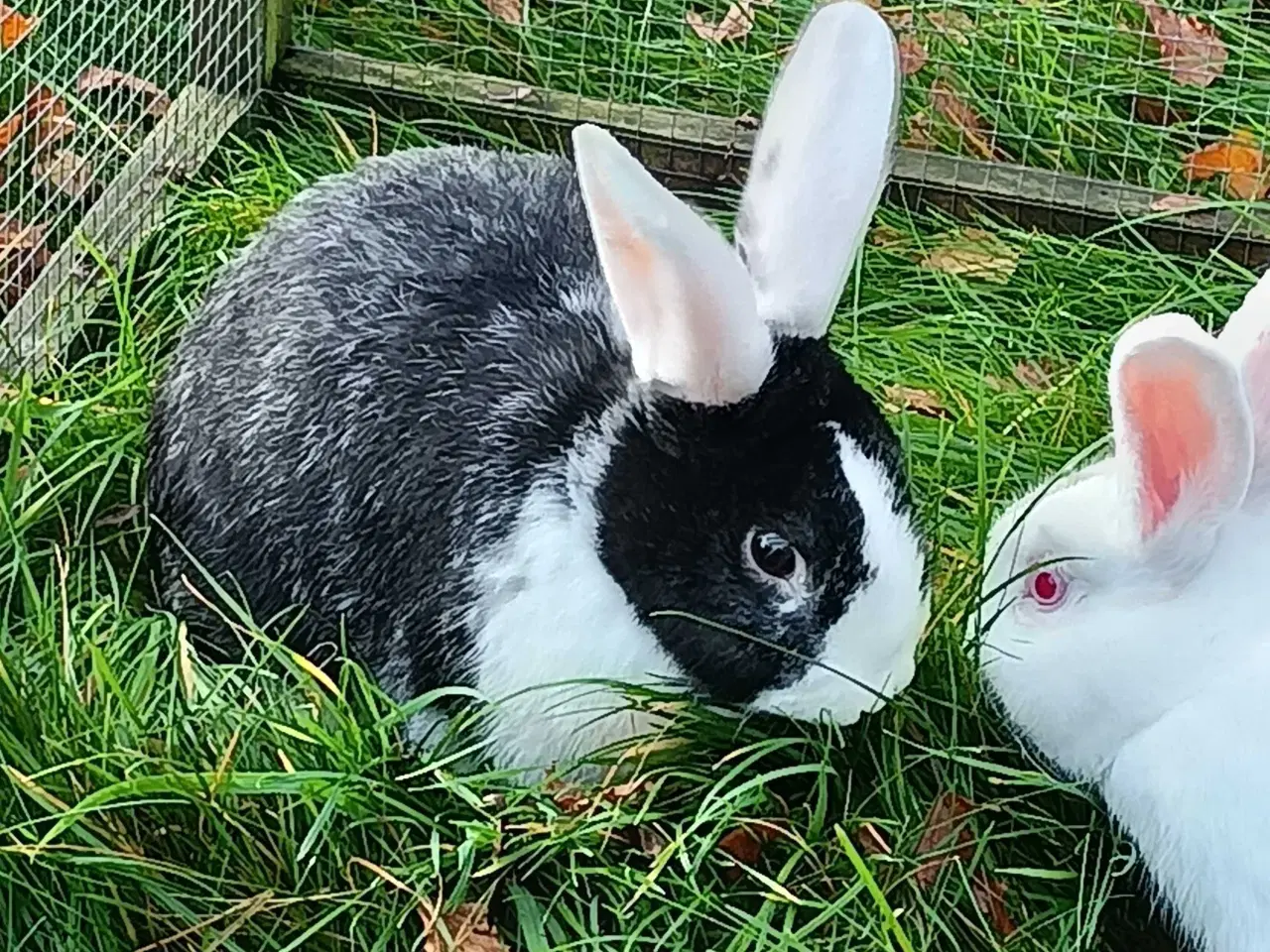 Billede 9 - Hvid Land/Holland