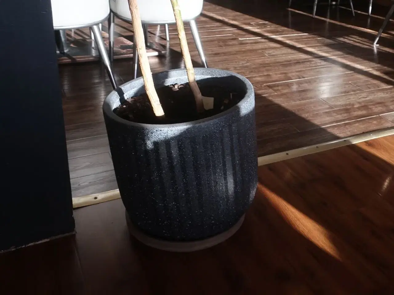 Billede 3 - Plante (ægte)