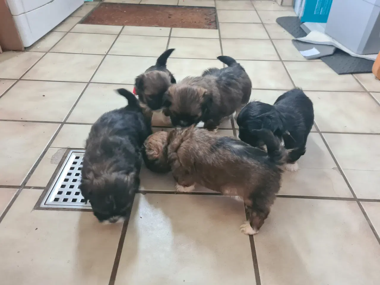 Billede 12 - ægte Lhasa Apso hvalpe 