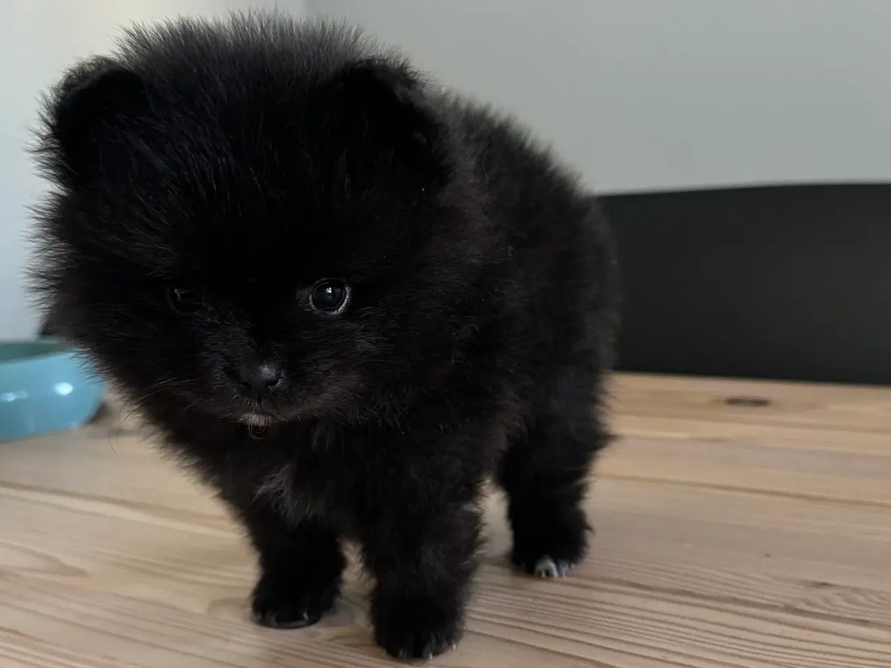 Billede 1 - Pomeranian hvalp
